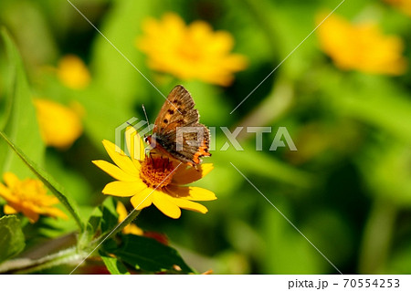 昆虫：蝶：ベニシジミ：シジミチョウ科：花畑 70554253