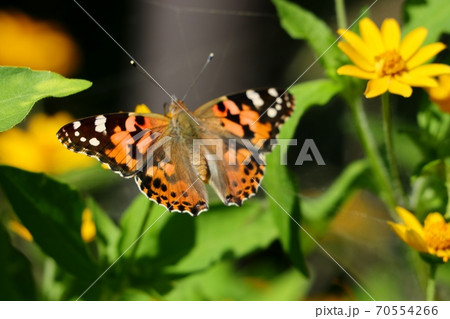 花と蝶：ヒメアカタテハ：山田池公園：花畑 70554266