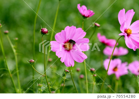 秋の花:こすもす:花壇:山田池公園 秋の花:こすもす:花壇:山田池公園 70554280
