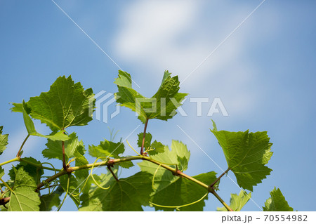 Vine with green leaves against the blue sky 70554982