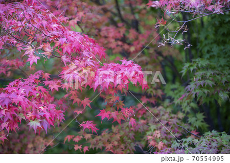 秋 紅葉 自然 70554995