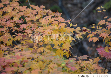 秋 紅葉 自然 70555009
