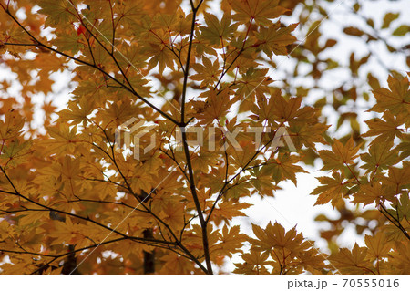 秋 紅葉 自然 70555016