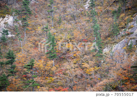 雪岳山 山 秋 70555017
