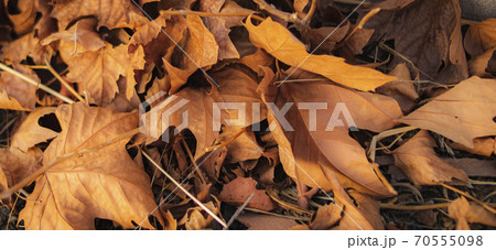 A pile of dried leaves on the ground of an autumn afternoon A pile of dried leaves on the ground of an autumn afternoon 70555098