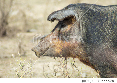 Close-up of the head of a pig that is looking for food in a meadow 70555570