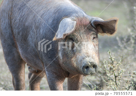 Close-up of the head of a pig that is looking for food in a meadow 70555571