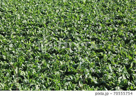 甜菜畑 70555754