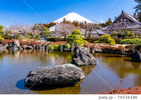 （静岡県）梅の花咲く大石寺庭園と富士山 70556386