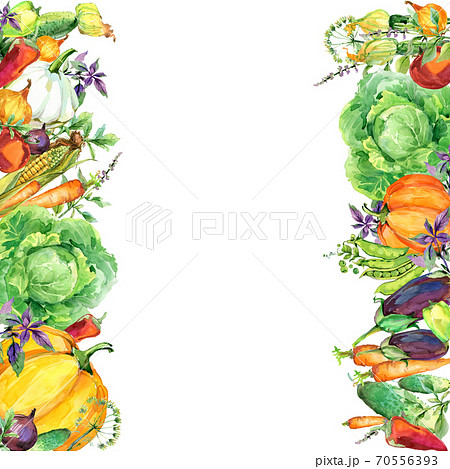 Assorted raw organic vegetables. watercolor illustration. watercolor vegetables and herbs background 70556393