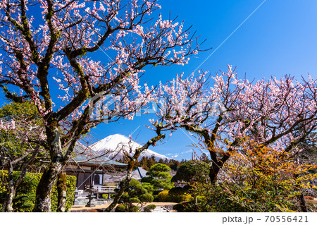 （静岡県）梅の花咲く大石寺庭園と富士山 70556421