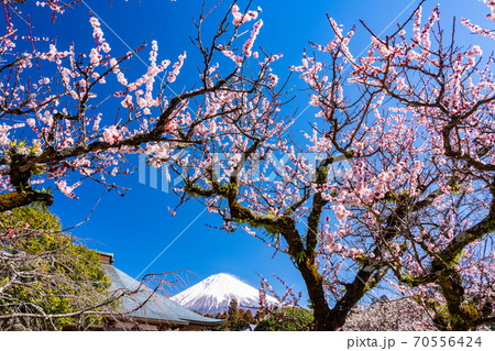 （静岡県）梅の花咲く大石寺庭園と富士山 70556424