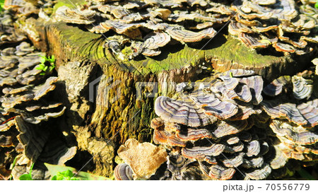 朽ち木に生えたサルノコシカケ 朽ち木に生えたサルノコシカケ 70556779