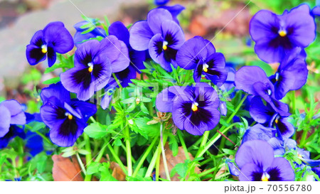 青いパンジーの花の写真素材 青いパンジーの花の写真素材