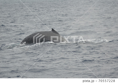 潜行するザトウクジラ（慶良間諸島 近海／沖縄県） 70557228