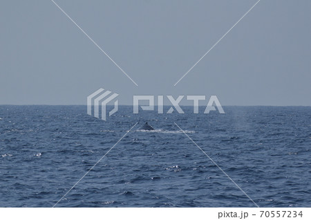 ザトウクジラの背びれ（慶良間諸島 近海／沖縄県） 70557234