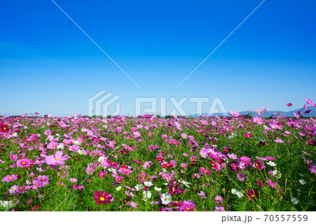 秋桜 秋 空 秋桜 秋 空 70557559