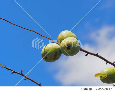 カリンの実 70557647