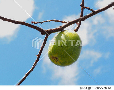 カリンの実 70557648