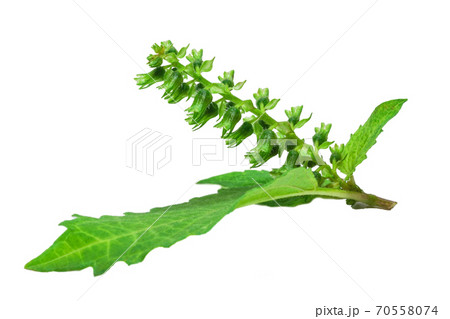 ほじそ（穂紫蘇） 70558074