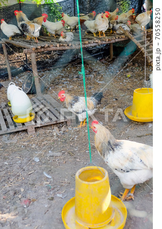 farm animals 70558250