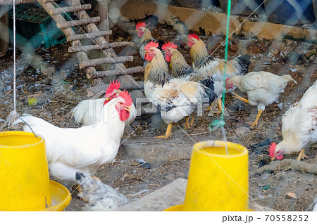 farm animals farm animals 70558252