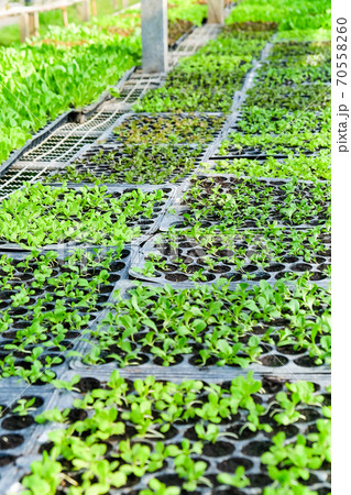 Image of young plants growing in a greenhouse. 70558260