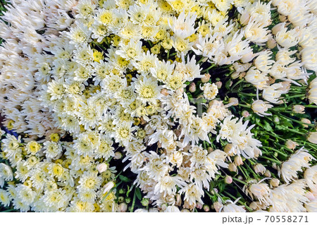 fresh gerbera flowers fresh gerbera flowers 70558271