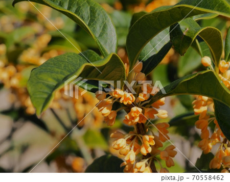 キンモクセイの花 70558462