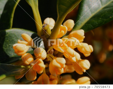 キンモクセイの花 70558473