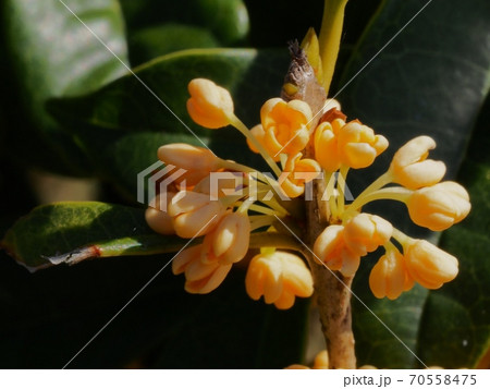 キンモクセイの花 70558475