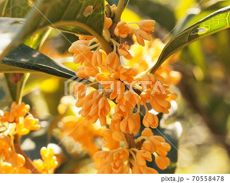 キンモクセイの花 70558478