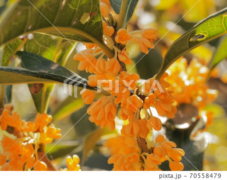 キンモクセイの花 キンモクセイの花 70558479