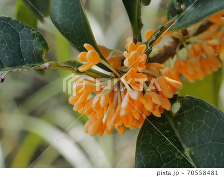 キンモクセイの花 キンモクセイの花 70558481