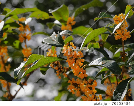 キンモクセイの花 70558484