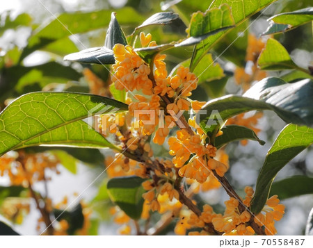 キンモクセイの花 70558487