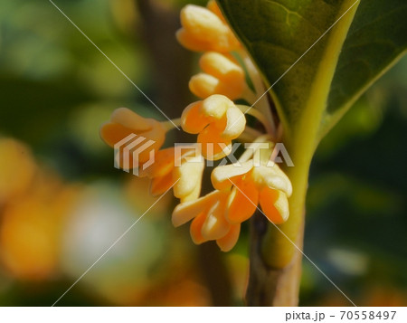 キンモクセイの花 キンモクセイの花 70558497
