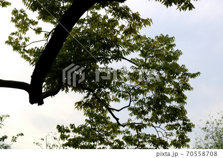 ケヤキ 植物 広葉樹 70558708