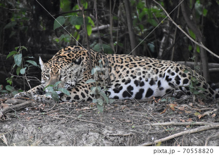 ジャガー(パンタナール、ブラジル) ジャガー(パンタナール、ブラジル) 70558820