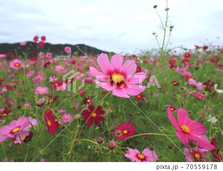 加古川市志方町のコスモス畑 加古川市志方町のコスモス畑 70559178