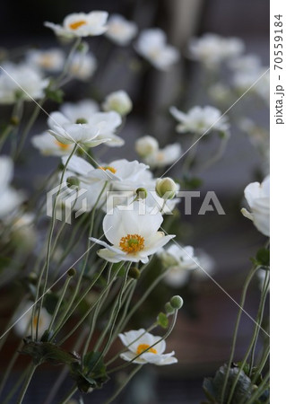 秋明菊白満開縦 70559184