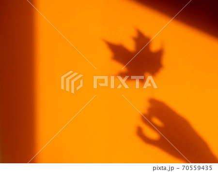 Shadows of woman hand with autumn maple leaf on bright orange wall. Hard sunlight, elegant gesture and fragile plant. Monochrome geometry with light and shadow. Minimalism. Fall season. Shadows of woman hand with autumn maple leaf on bright orange wall. Hard sunlight, elegant gesture and fragile plant. Monochrome geometry with light and shadow. Minimalism. Fall season. 70559435