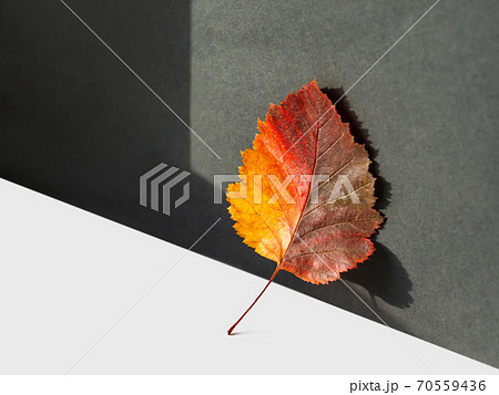 Bright and colorful autumn leaf. Monochrome geometry with light and shadow. Minimalism. Fall season. 70559436
