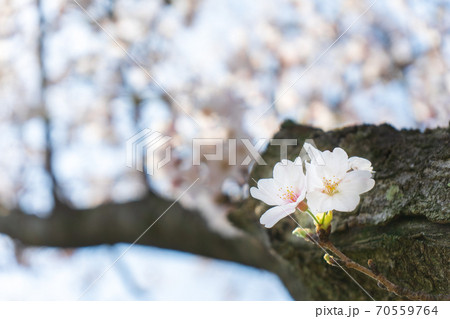 木から直接咲く桜 木から直接咲く桜 70559764