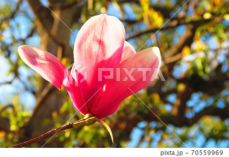 シモクレンの花 70559969