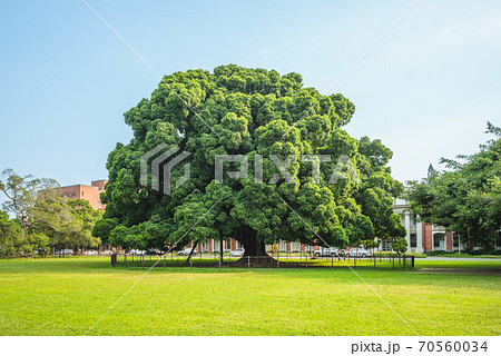 National Cheng Kung University Banyan Park in tainan, taiwan 70560034