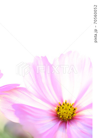 透けるコスモス 70560052