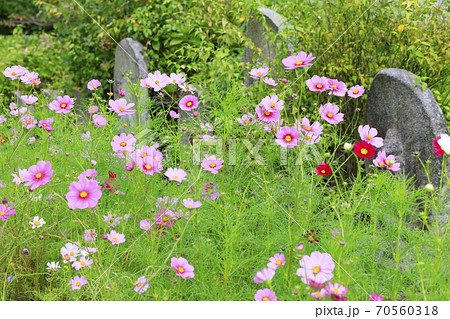 般若寺 紫陽花とコスモスの共演の写真素材