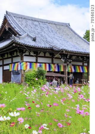 般若寺 紫陽花とコスモスの共演の写真素材