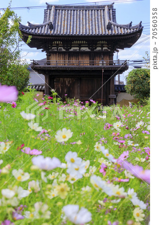 般若寺 紫陽花とコスモスの共演の写真素材